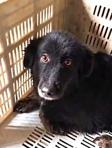 MAMMA PRISCILLA 16 KG